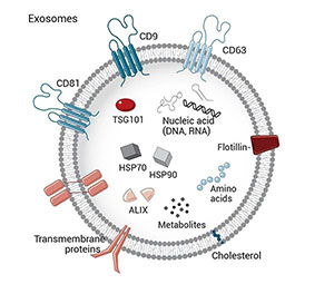 外泌體結構圖